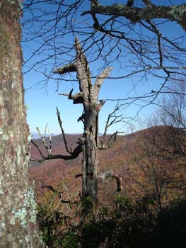 DralaHike004