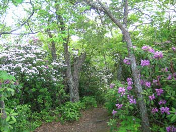rhodies and mtn laurel - arkaquah trail 06.09.2008