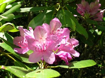 rhodies1 - arkaquah trail 06.09.2008