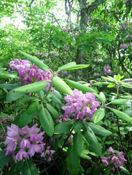 rhodies2 - arkaquah trail 06.09.2008